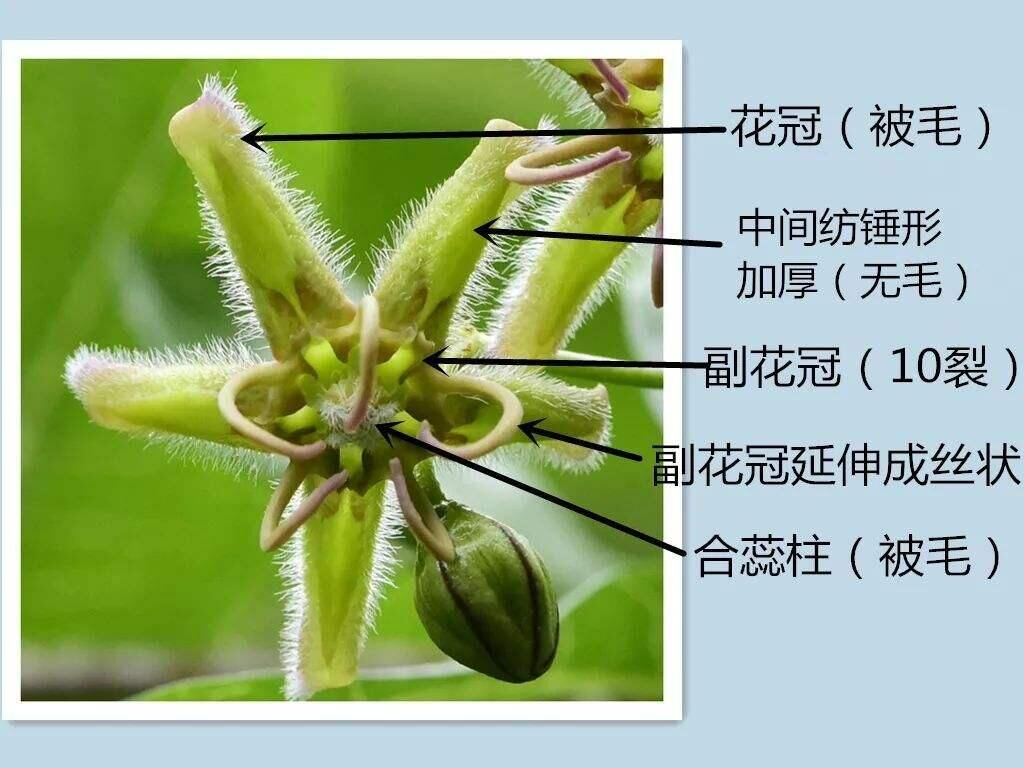 杠柳苗木种子