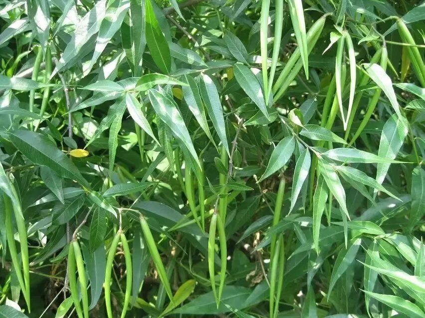 杠柳苗木种子