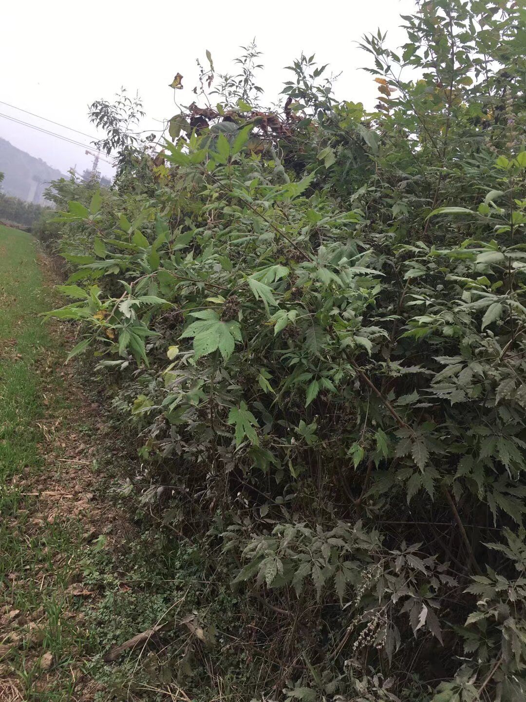 荆条苗木种子