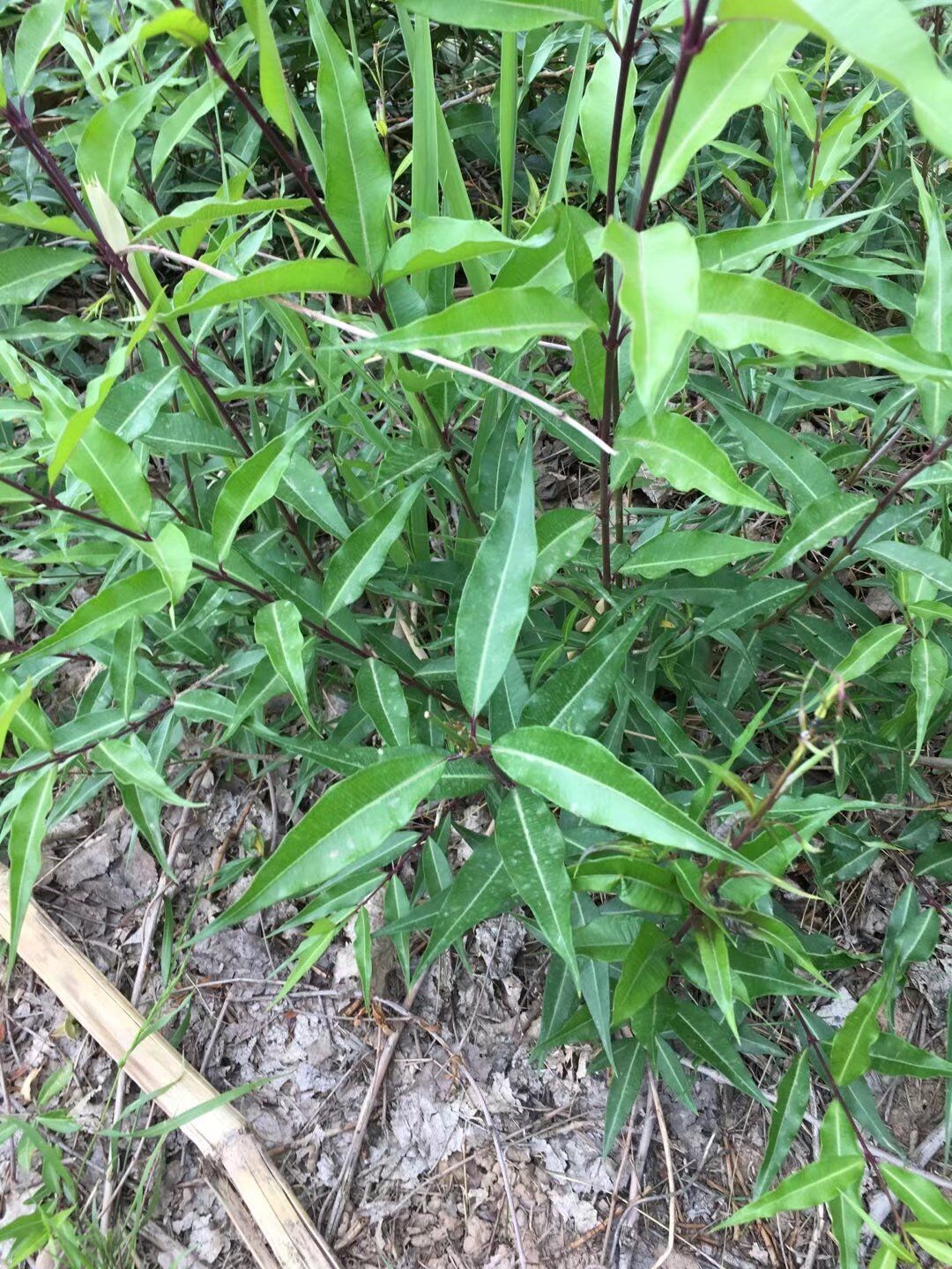 杠柳苗木种子