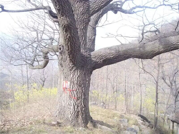 栓皮栎大树