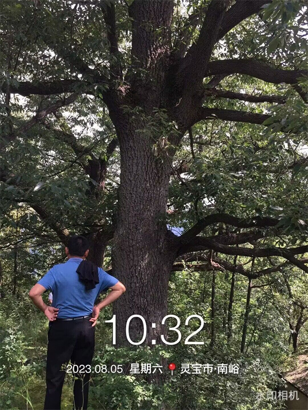 栓皮栎大树