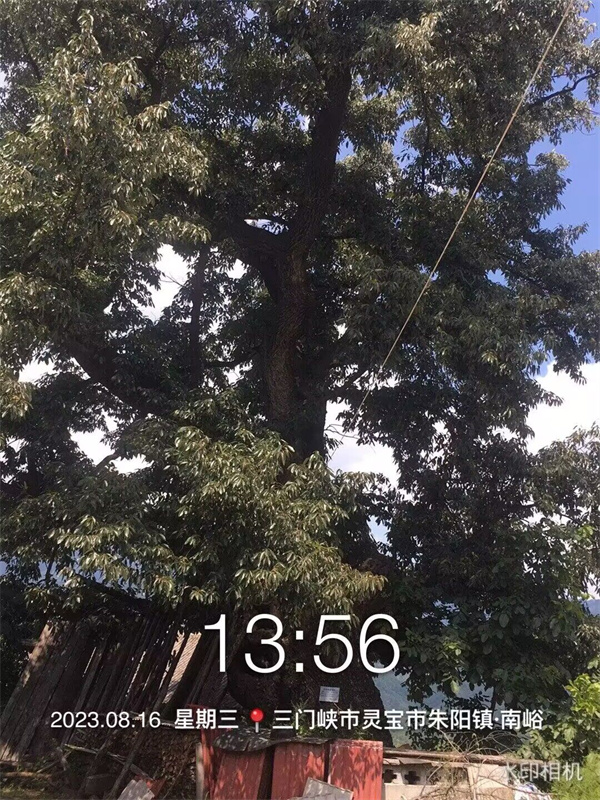 栓皮栎大树