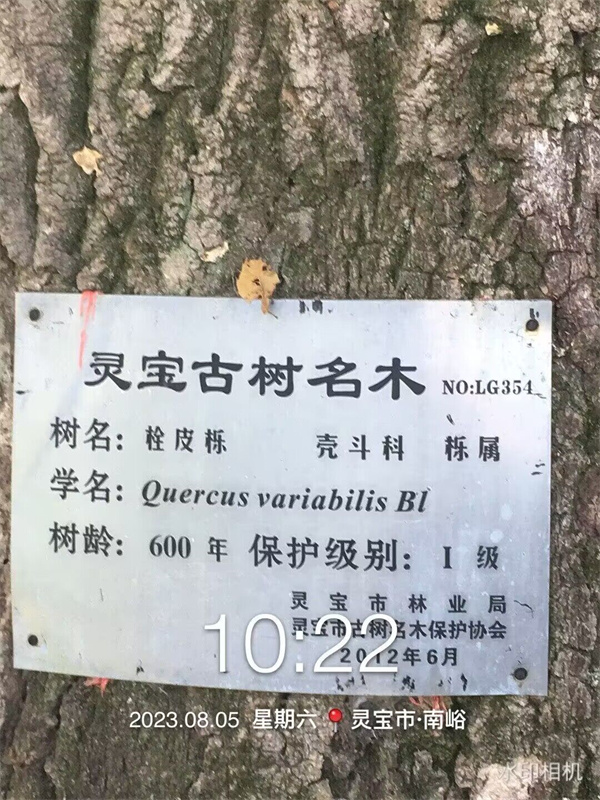 栓皮栎大树