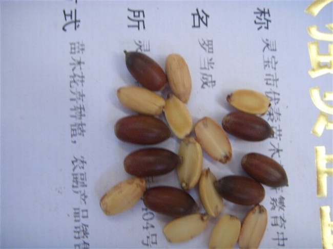 蒙古栎种子苗木