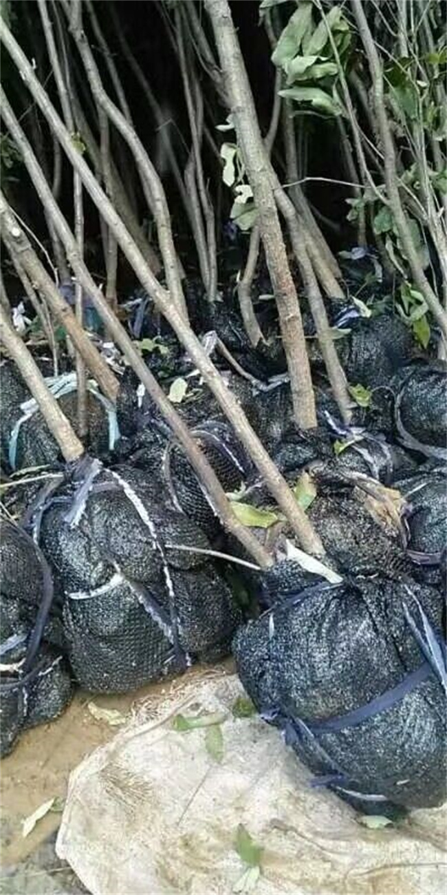 栓皮栎树