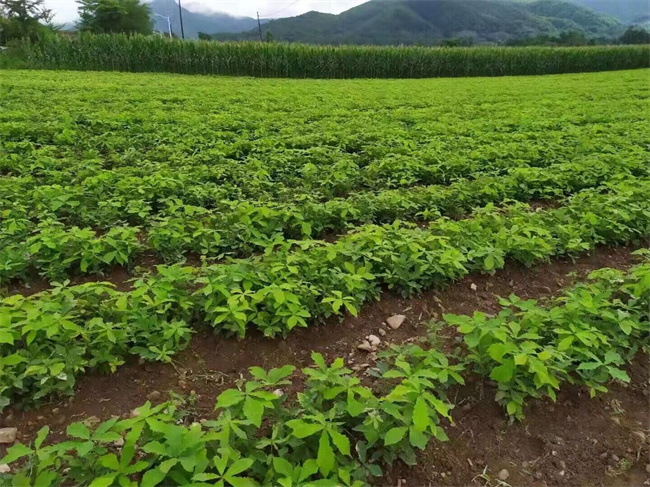 蒙古栎种子苗木