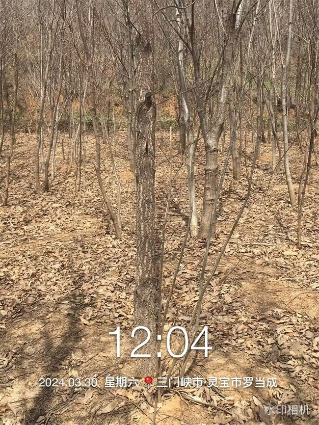 栓皮栎树