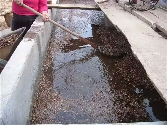 栓皮栎树