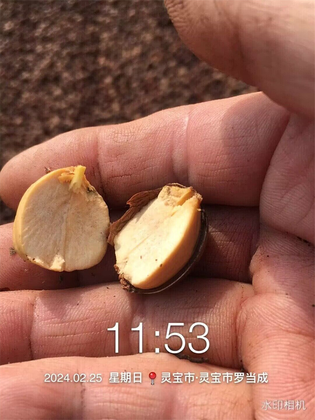 栓皮栎树