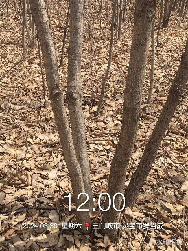 蒙古栎种子苗木