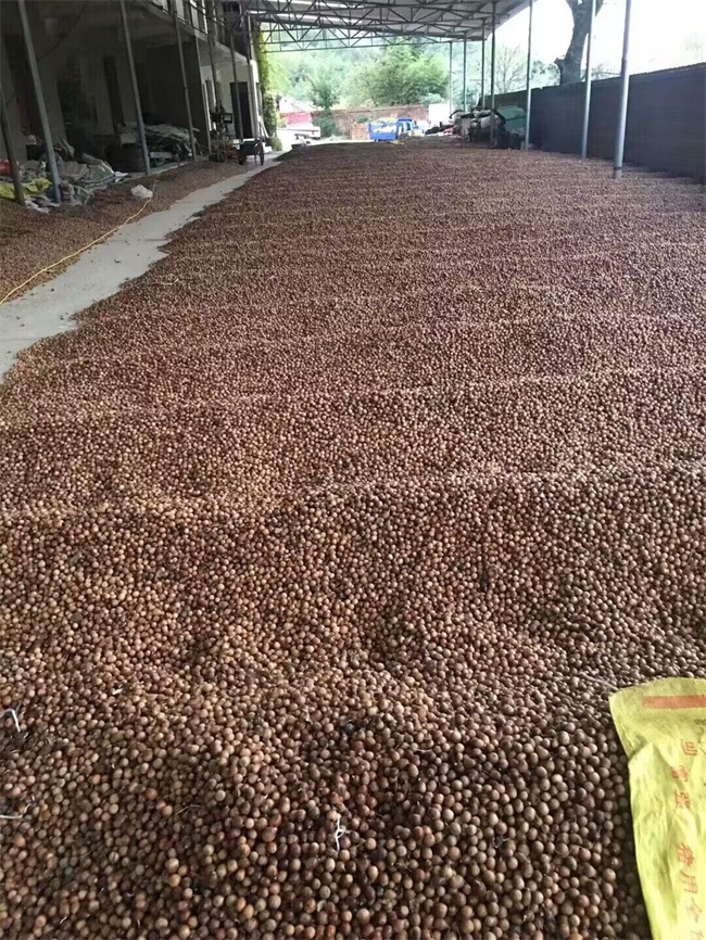 栓皮栎树