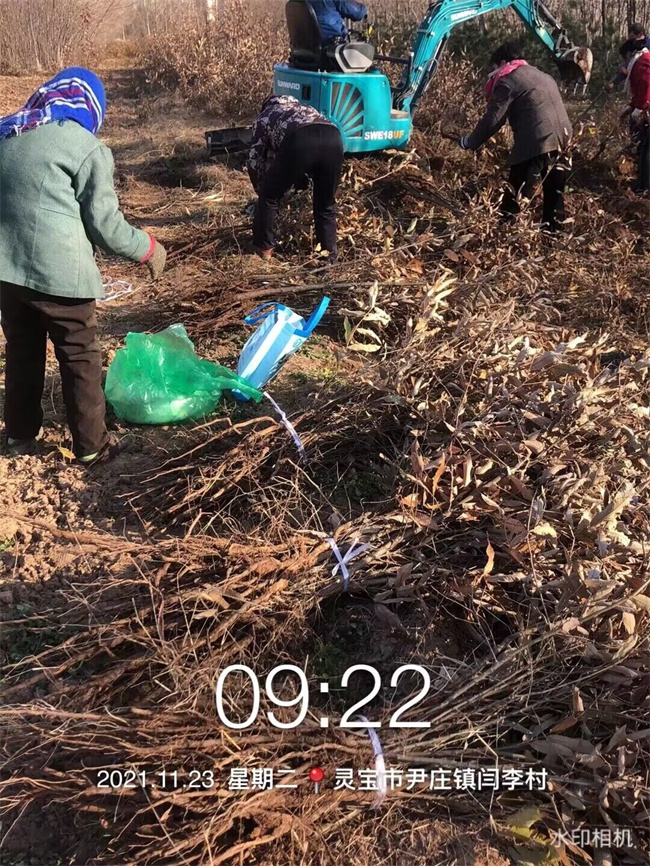 栓皮栎树