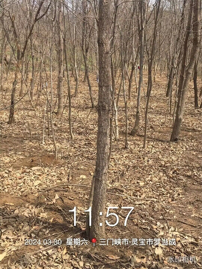 栓皮栎树