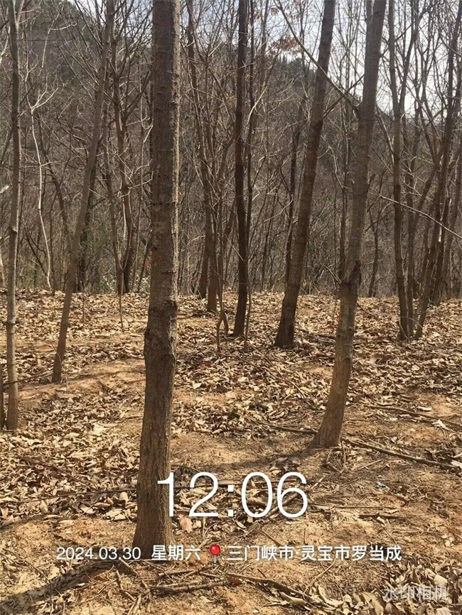 蒙古栎种子苗木