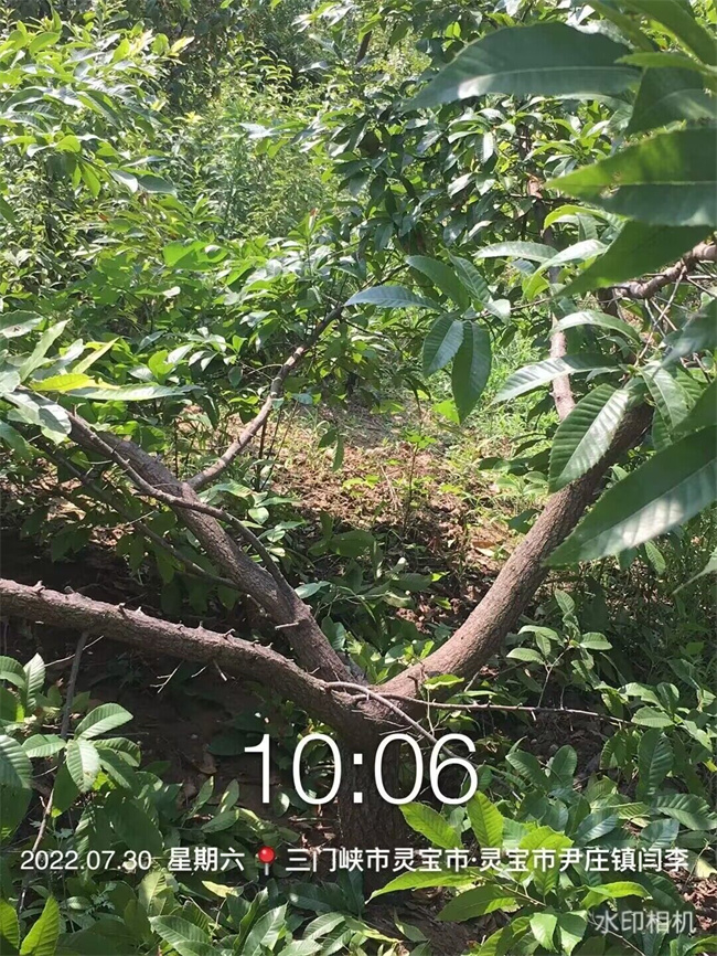 栓皮栎树