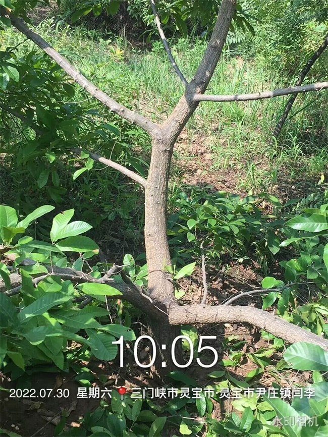 栓皮栎树