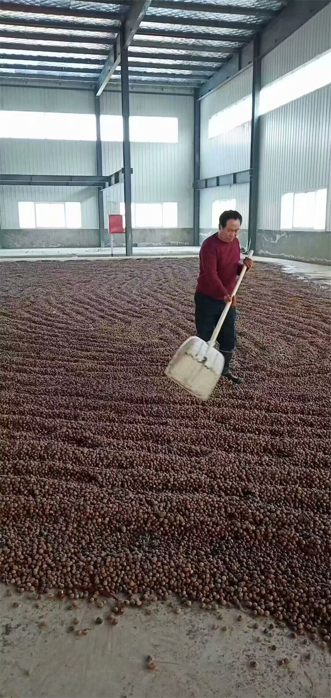 栓皮栎树