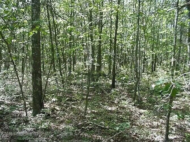 栓皮栎树