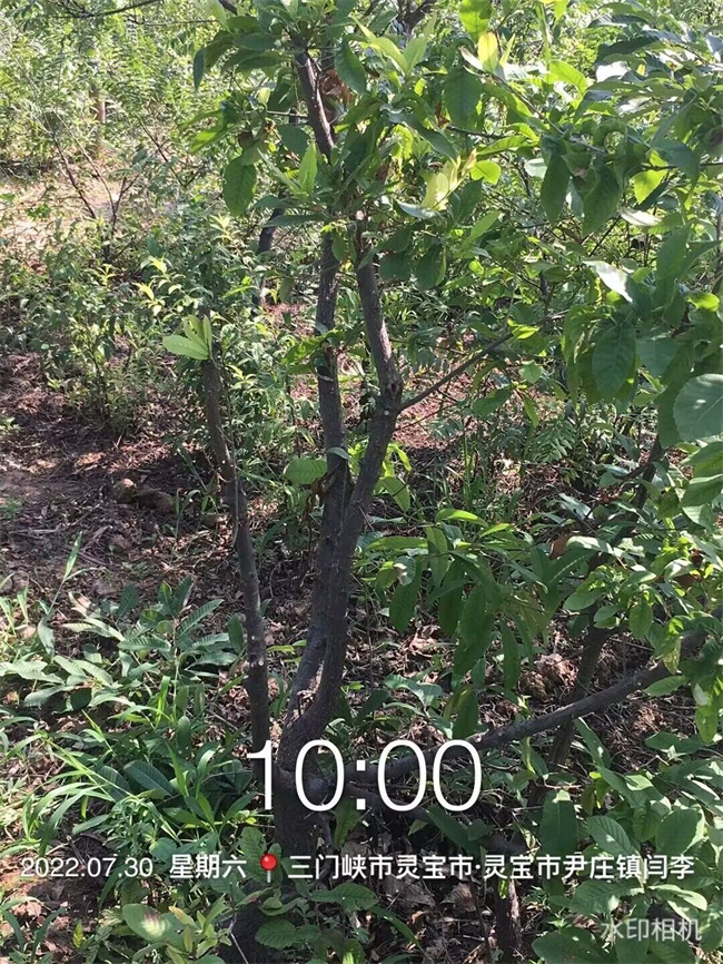 栓皮栎树