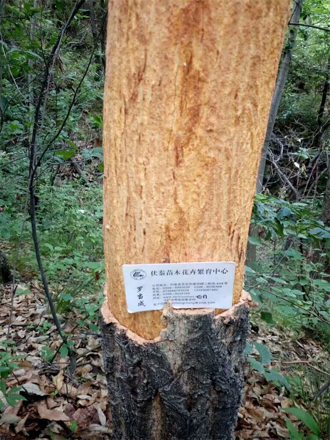 栓皮栎树