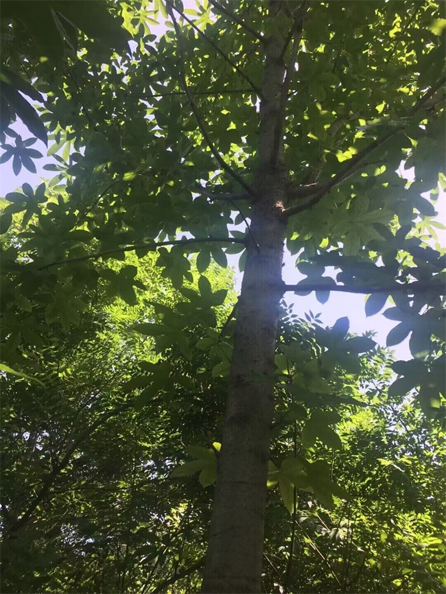 刺楸苗木