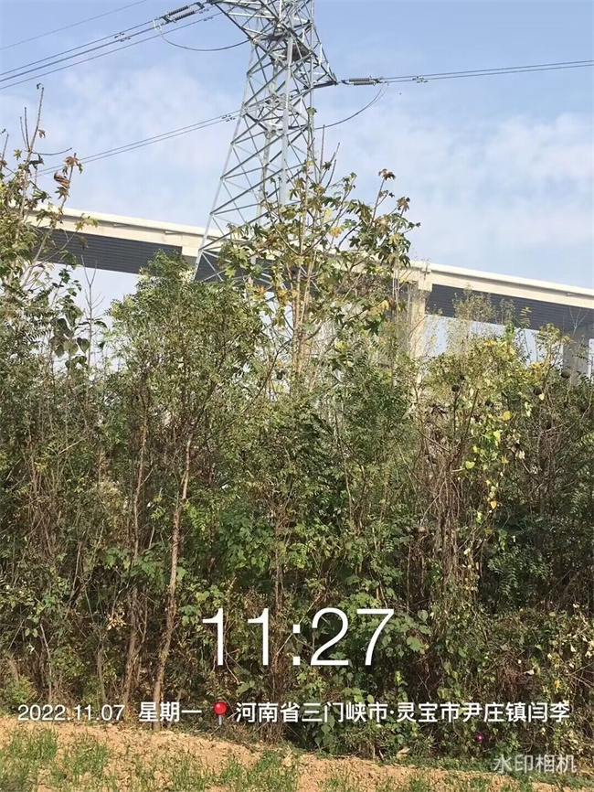 刺楸苗木