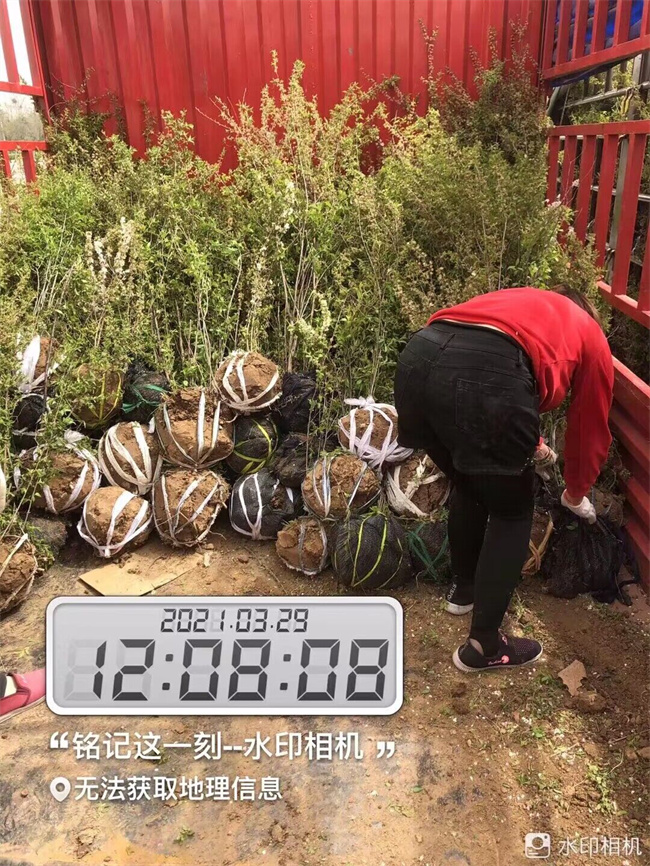 钙果苗木种子