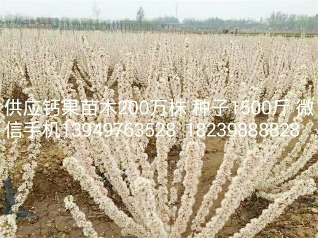钙果苗木种子