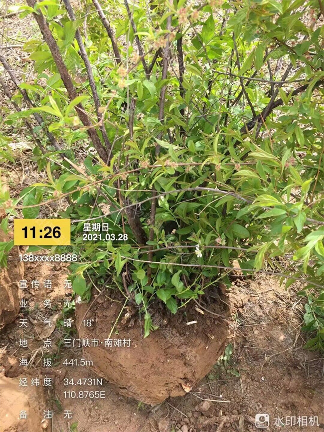 钙果苗木种子