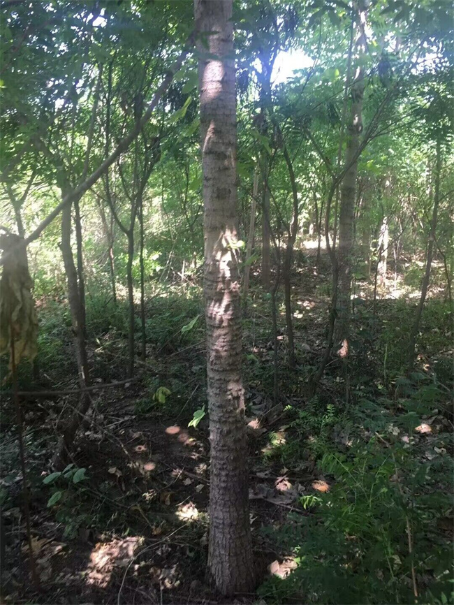 刺楸苗木