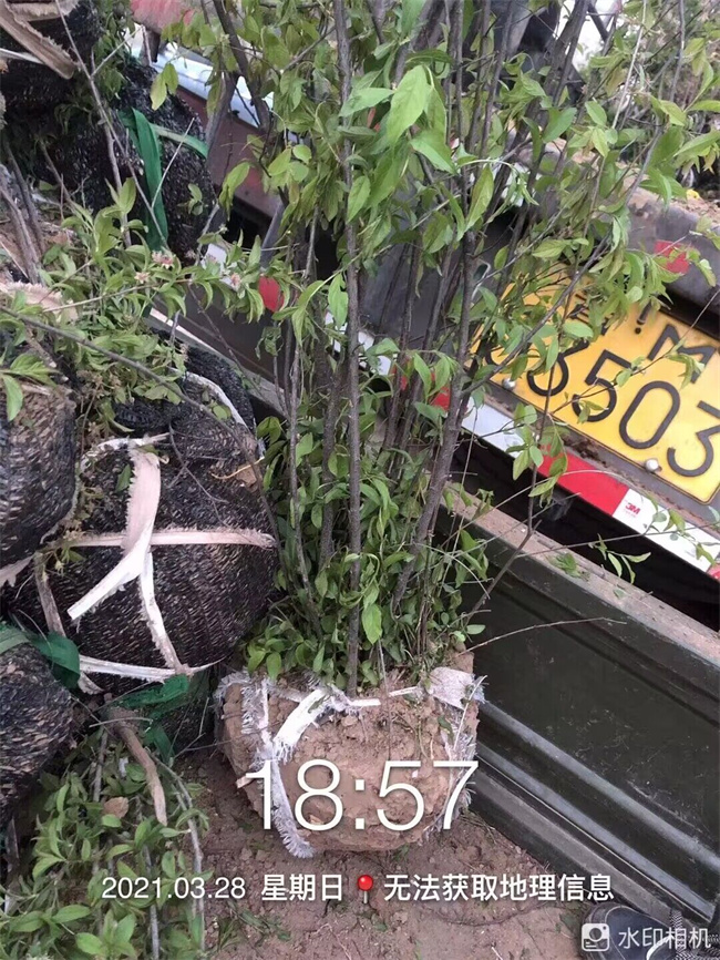 钙果苗木种子