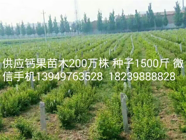 钙果苗木种子