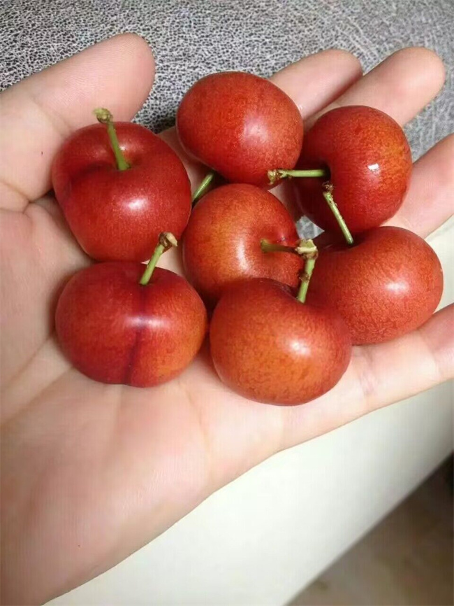 钙果苗木种子