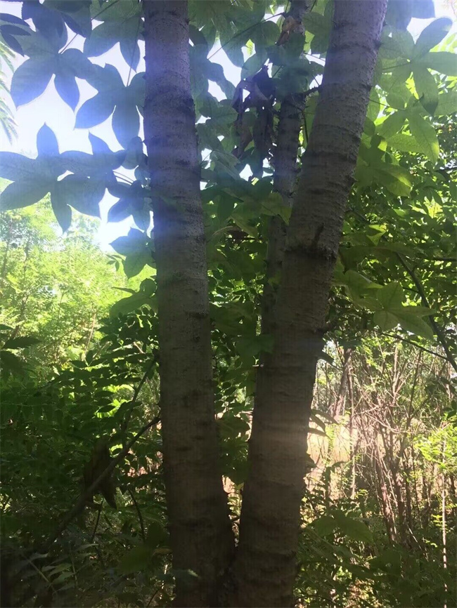 刺楸苗木