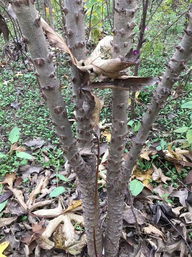 刺楸苗木